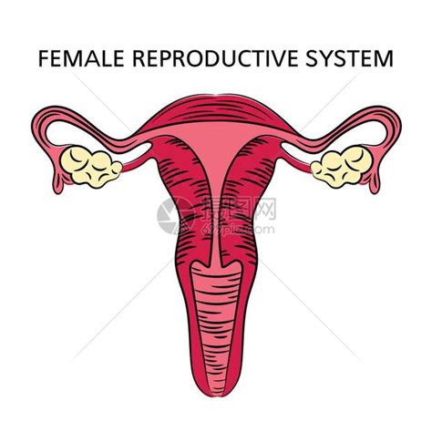 女孩生殖器|小知识:女性生殖系统